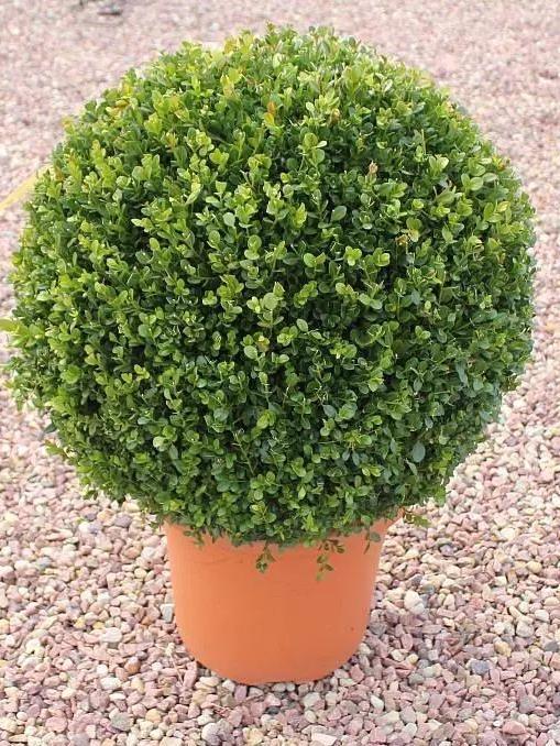 Самшит вечнозелёный (форма шар) купить в Москве по цене от - Питомник ...